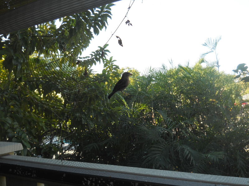 Jamie the Sparrow